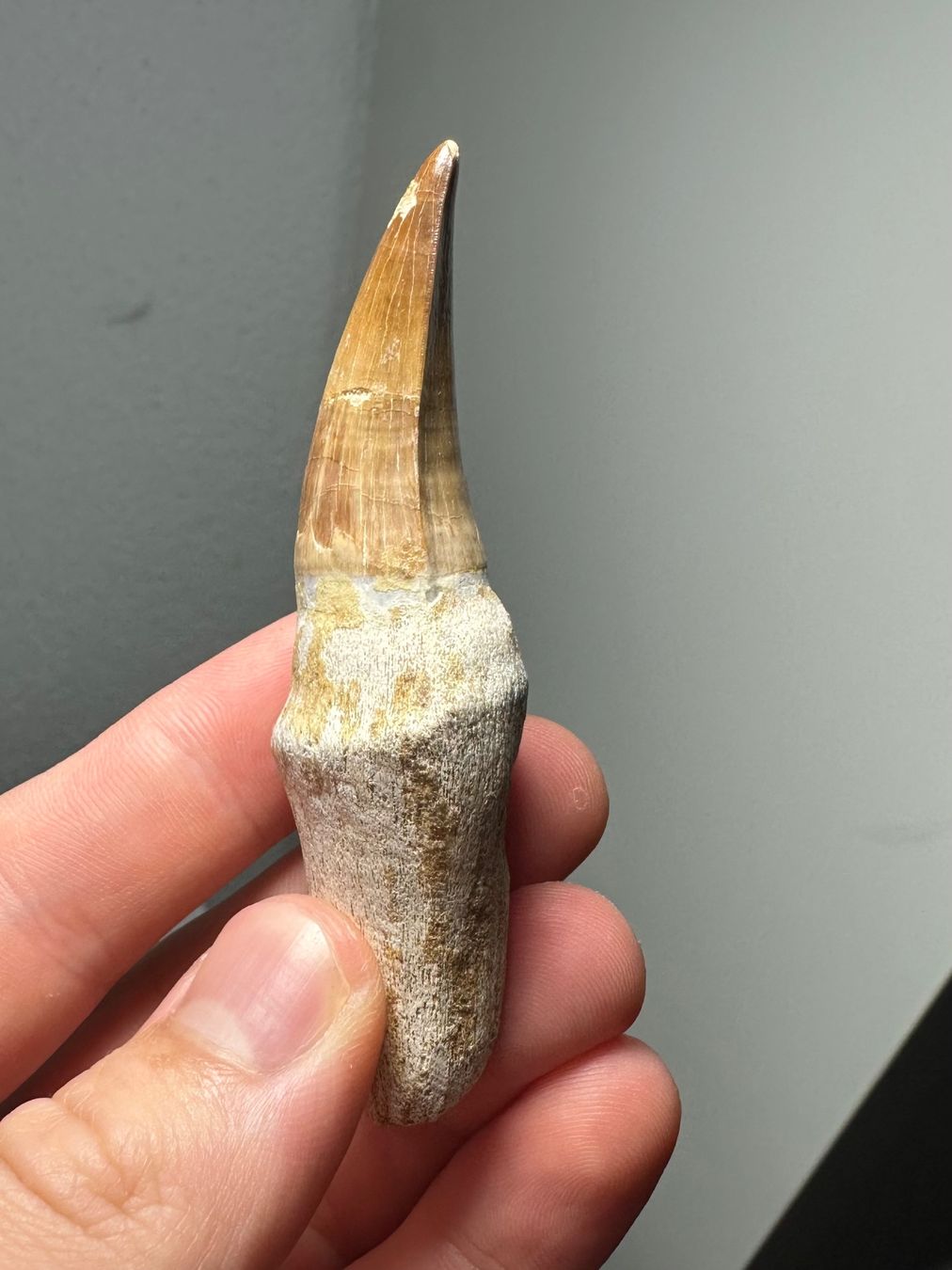 Fossilien: Fossiler Mosasaurus sp. Zahn inkl. Wurzel – Gebraucht aus Lutzenberg von CS65 3