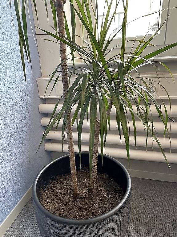 Plantes & graines: Grosser Drachenbaum mit Topf – D'occasion à Niederhasli par MT660 1