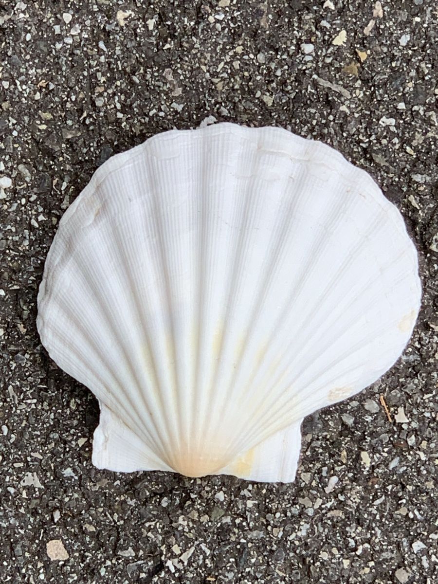Fossili: „MUSCHELN“ – Usato da Wangen b. Olten venduto da Finolino28 4