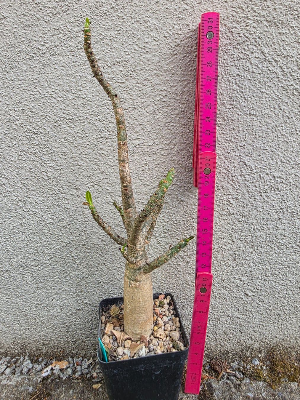 Piante & sementi: Adenium arabicum "Black Hawk" / Wüstenrose – Usato da Thalheim venduto da silvara01 2