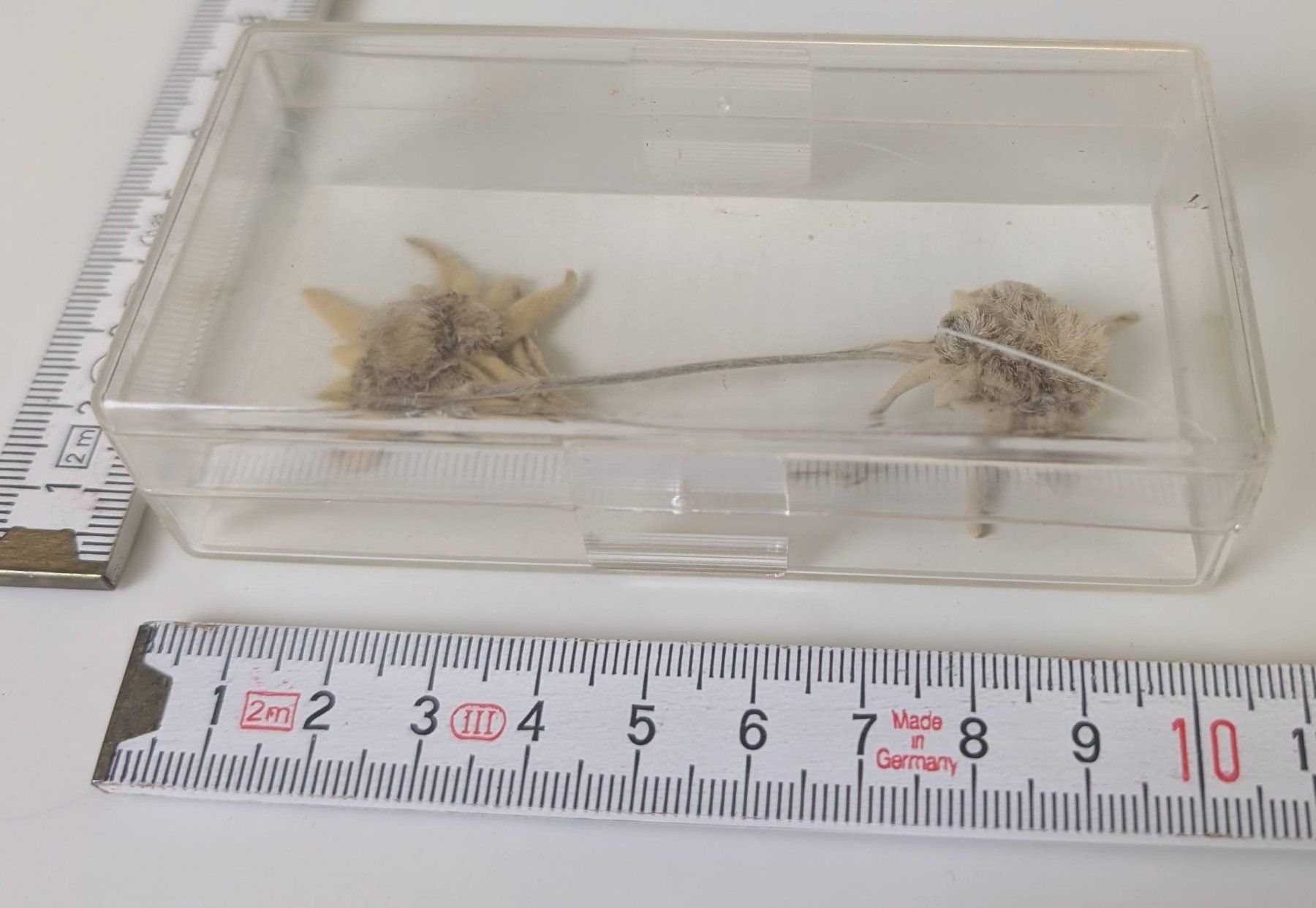 Tutte le decorazioni: Echte Edelweissblumen, getrocknet im Kästchen, selten! – Usato da Zürich venduto da axolottchen 1