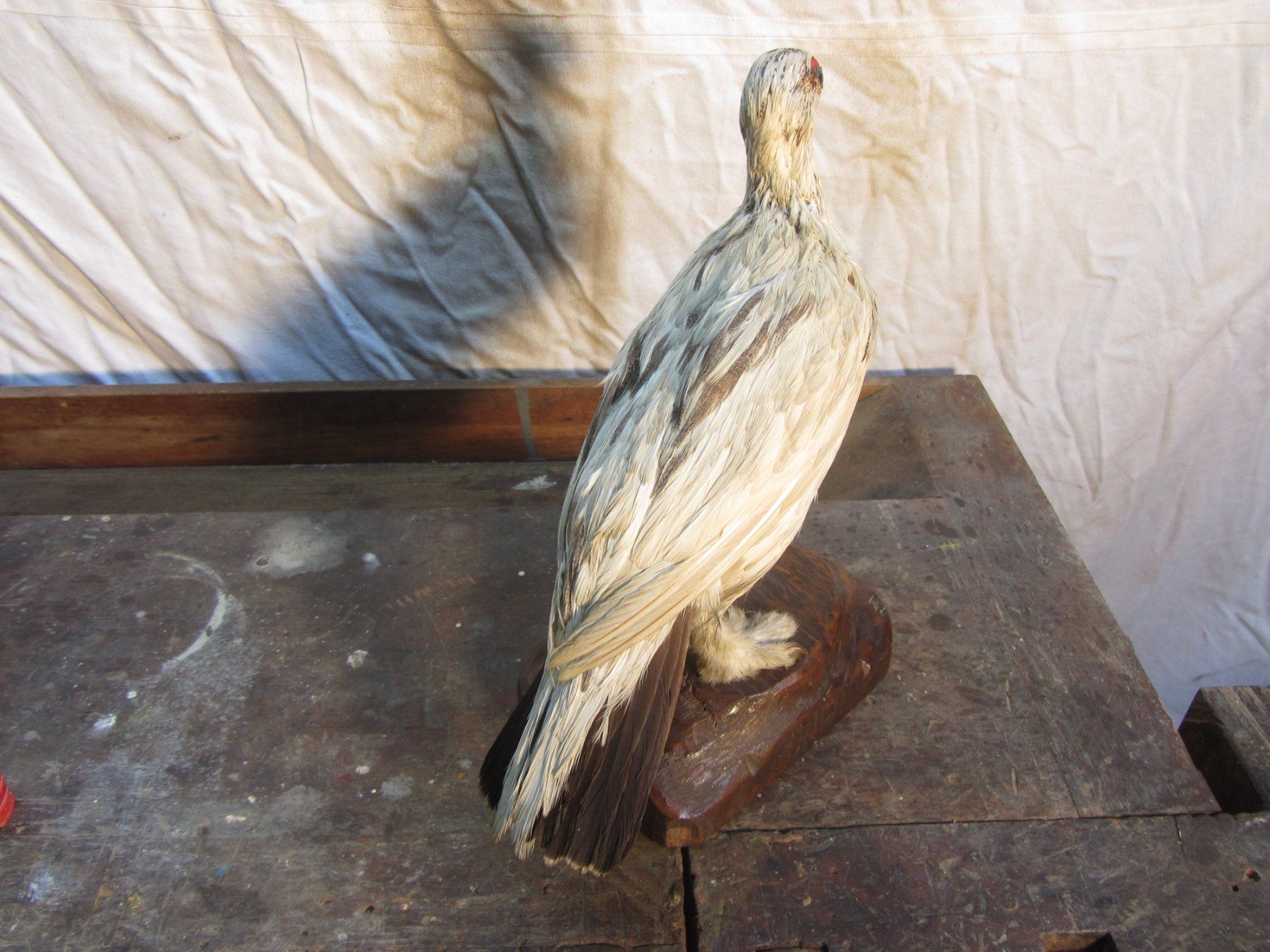 Welt der Tiere: Ausgestopfter Vogel – Gebraucht aus Wolfhalden von Quiria68 2