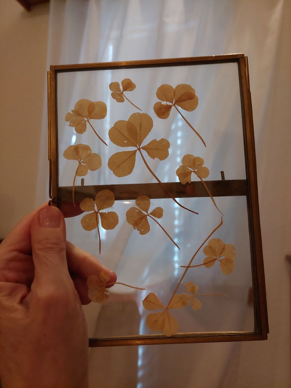 Tutte le decorazioni: Rahmen mit echten 4 u 5blättrigen Kleeblättern gepresst – Usato da Remetschwil venduto da littleredboots 1