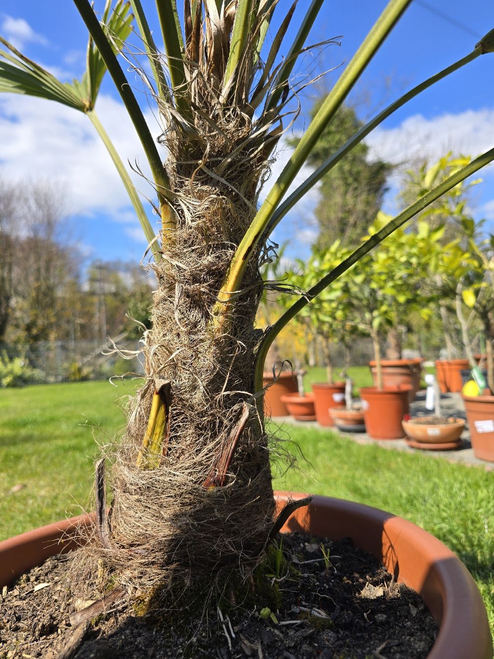 Plantes & graines: Robuste Palme – D'occasion à Aarburg par popkorn65 3