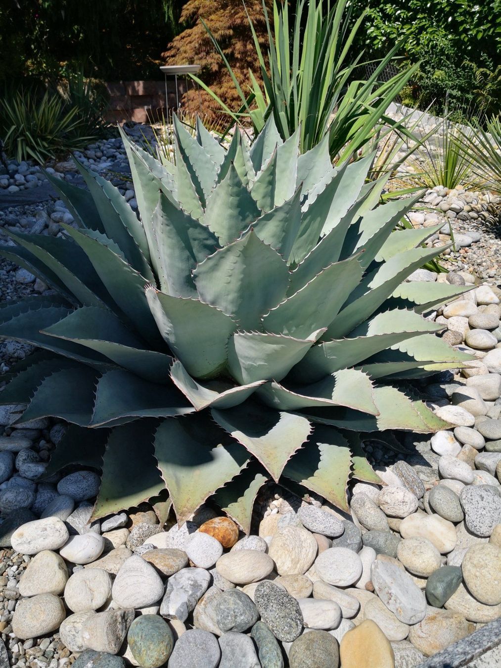 Agave Neomexicana  ssp. von A. Parryi Winterhart (Neuf (Voir description))   Therwil pour CHF 120  retrait uniquement | Acheter sur Ricardo