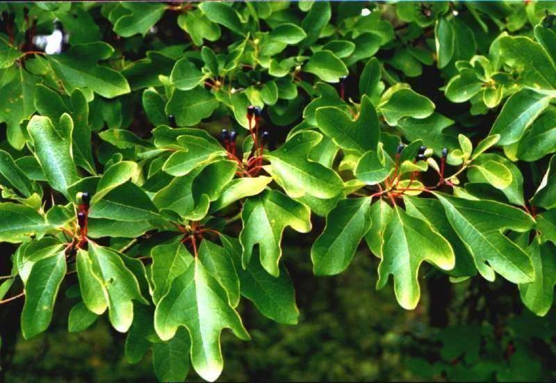 Piante & sementi: Laurier des Iroquois PLANT – Nuovo (secondo la descrizione) da Bremblens venduto da FIBONACCI369 5