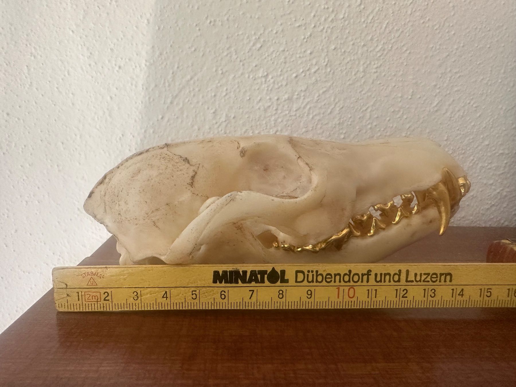 Il mondo degli animali: Fuchschädel mit goldigen Zähnen – Usato da Bussnang venduto da Tatzfatz 1