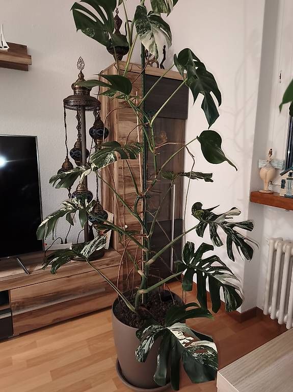 Pflanzen & Samen: Monstera Deliciosa Variegata – Gebraucht aus Kaisten von lys_zzy8 3