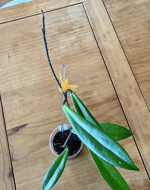 Piante & sementi: Hoya revolubilis – Nuovo e nell'imballaggio originale da Schönholzerswilen venduto da Leavylounge 1