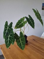 Alocasia Frydek rhizome 🌱