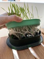 SubaPet Grass-Grow