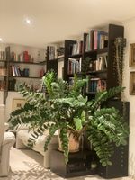Riesige XXL Zamioculcas / Glücksfeder – wunderschöne Solitär