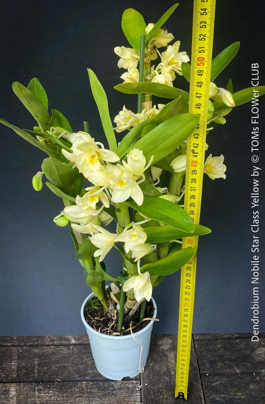 Piante & sementi: DENDROBIUM NOBILE STAR CLASS YELLOW - leuchtend gelb blühend – Nuovo e nell'imballaggio originale da Adliswil venduto da MarkyForest 3