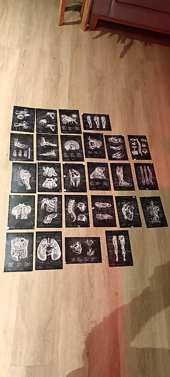 Foto & Immagini: Animus Medicus - Anatomie Bilder – Usato da Altstätten SG venduto da ItobelixI