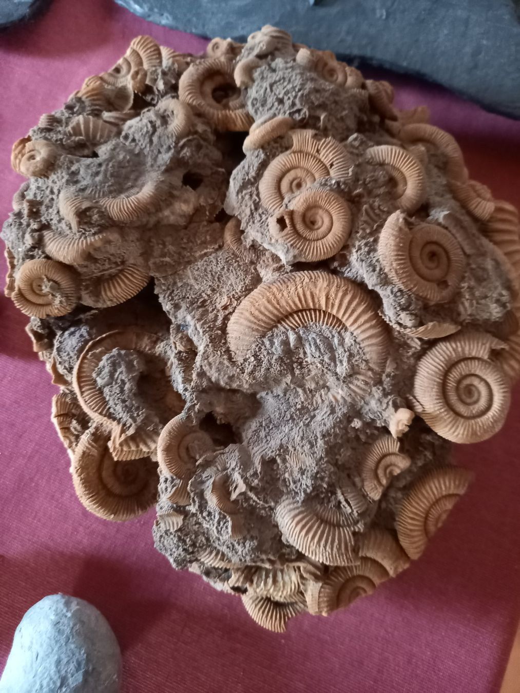 Fossili: Fossiles et minéraux – Usato da Epagny venduto da sig_fj9g 3