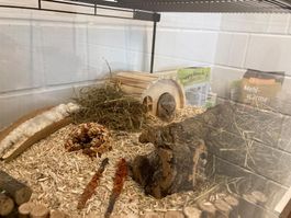 Zwerghamster-Terrarium
