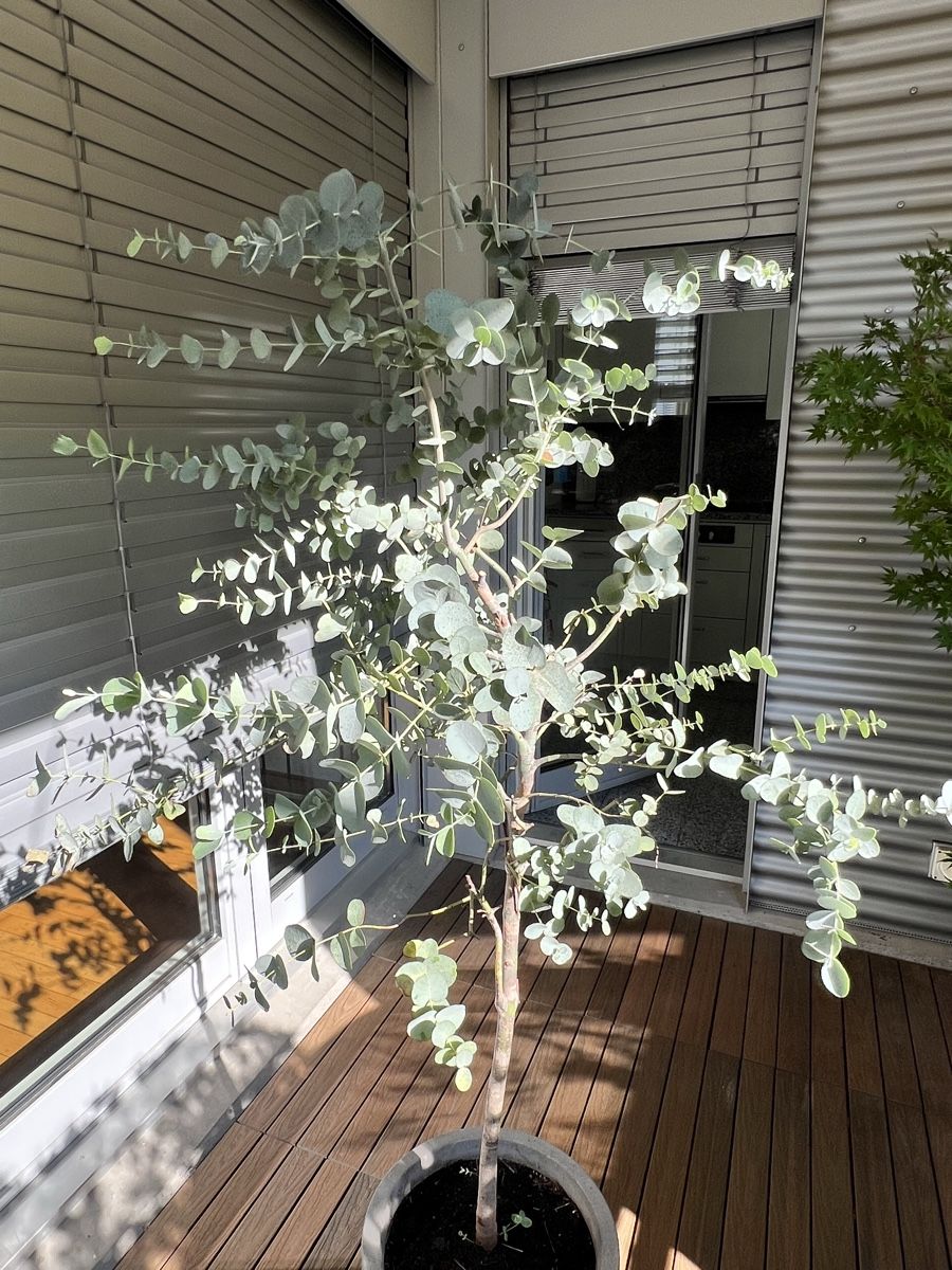 Piante & sementi: Eukalyptus Baum im Topf – Usato da Zürich venduto da Mariesieger 5