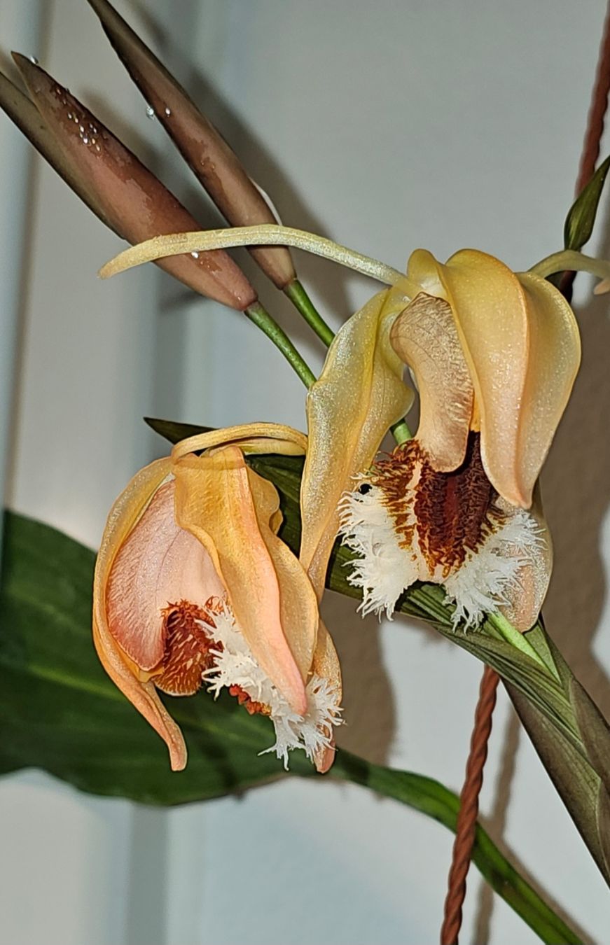 Piante & sementi: Orchidee Coelogyne speciosa – Usato da Jona venduto da Smurnaya