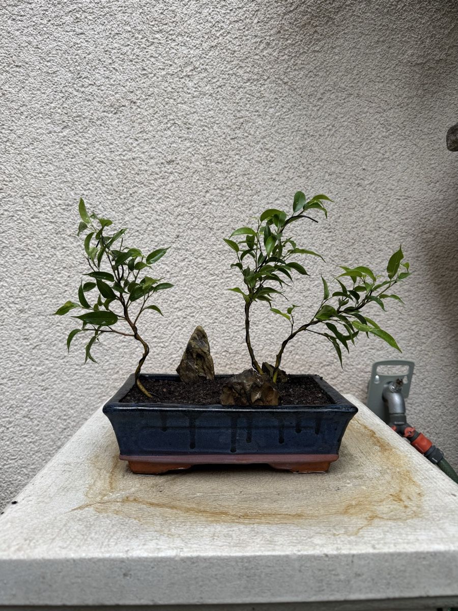 Pflanzen & Samen: Kleiner Ficus Bonsai Wald – Gebraucht aus Rümlang von Gruseh.ch 2