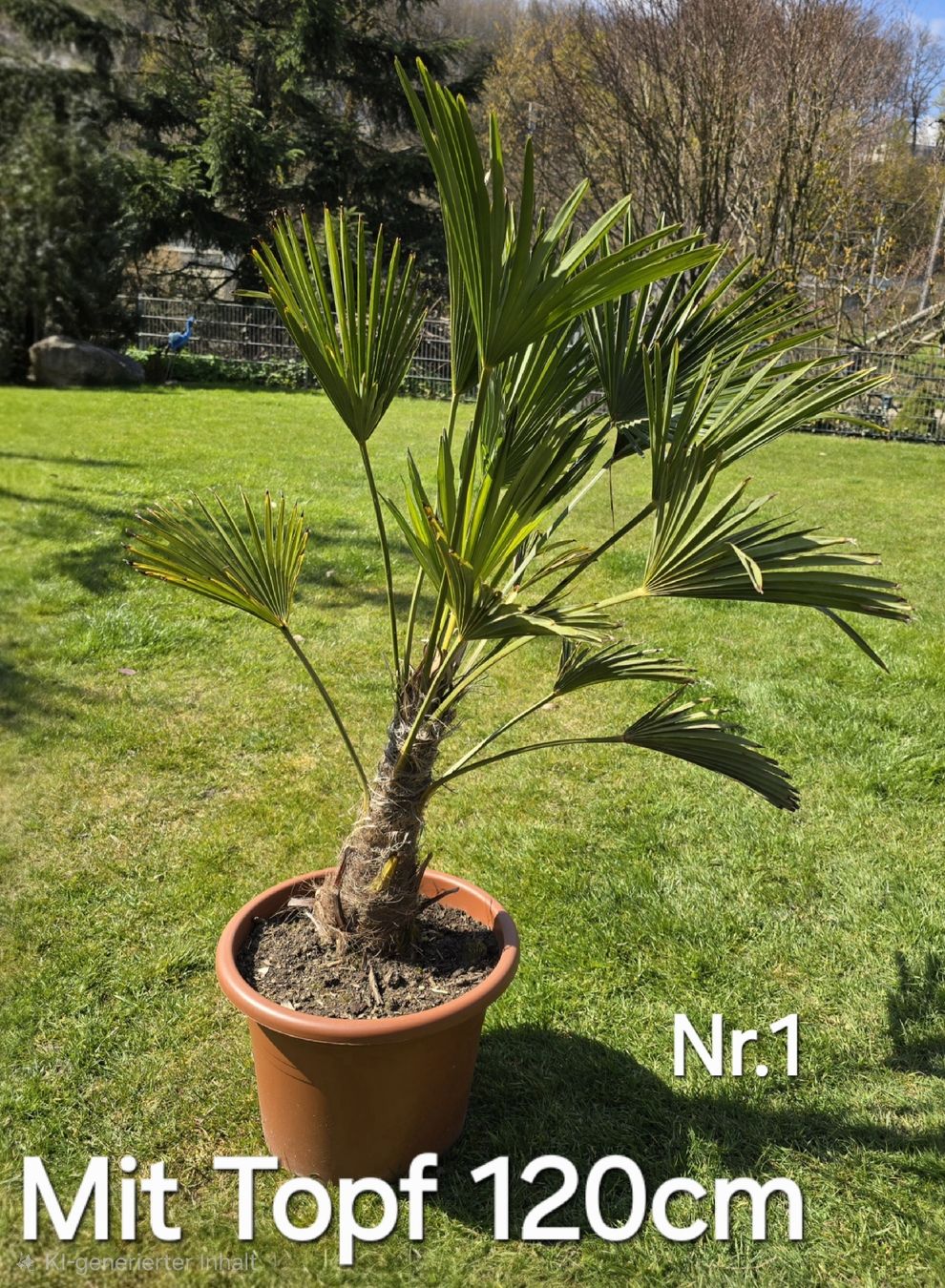 Plantes & graines: Robuste Palme – D'occasion à Aarburg par popkorn65