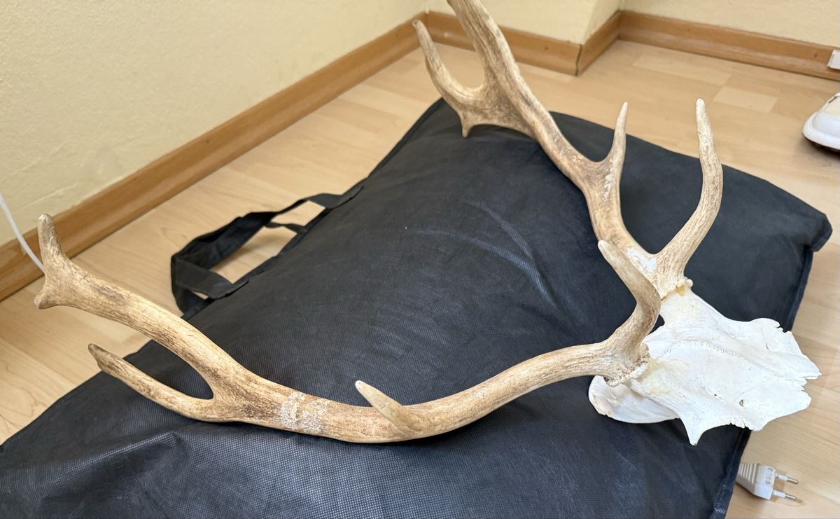 Welt der Tiere: Geweih – Gebraucht aus Basel von balenadelfino 4