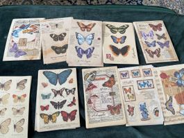 60 Blatt Bastelpapier 8 x 13 cm Vintagestyle Schmetterlinge