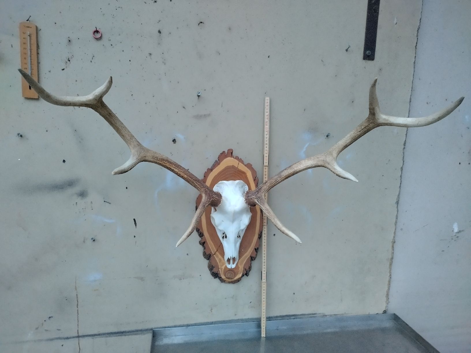 Il mondo degli animali: seltene Hirschtrophäe, Dybovskisika – Usato da Wettingen venduto da Bwalti 1