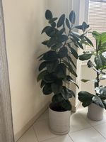 FICUS ELASTICA Gummibaum Zimmerpflanze pflegeleicht!