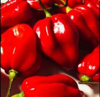 FRISCHE 🌶 10 STK (200g) FRISCHE HABANERO HOTTEST CHILI