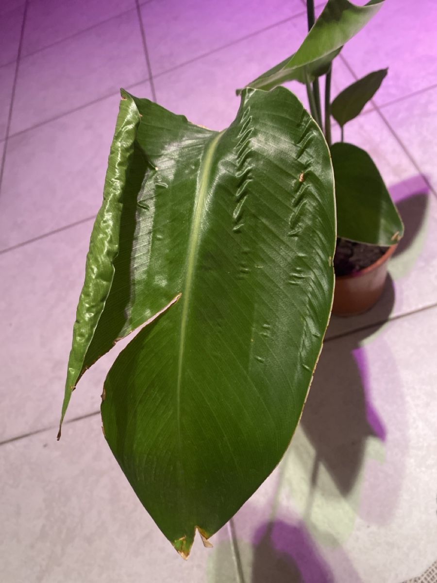 Pflanzen & Samen: 🌿 Strelitzie – Neu (gemäss Beschreibung) aus Altdorf UR von nemio.shop 2