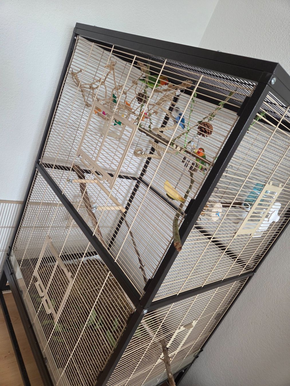 Cages, transport & sécurité: vogelvoliere – Neuf (Voir description) à Oensingen par kruemel82 4