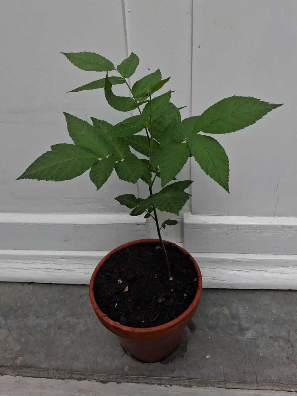 Plantes & graines: Schwarznussbaum-Setzling – D'occasion à Basel par Matthias2020