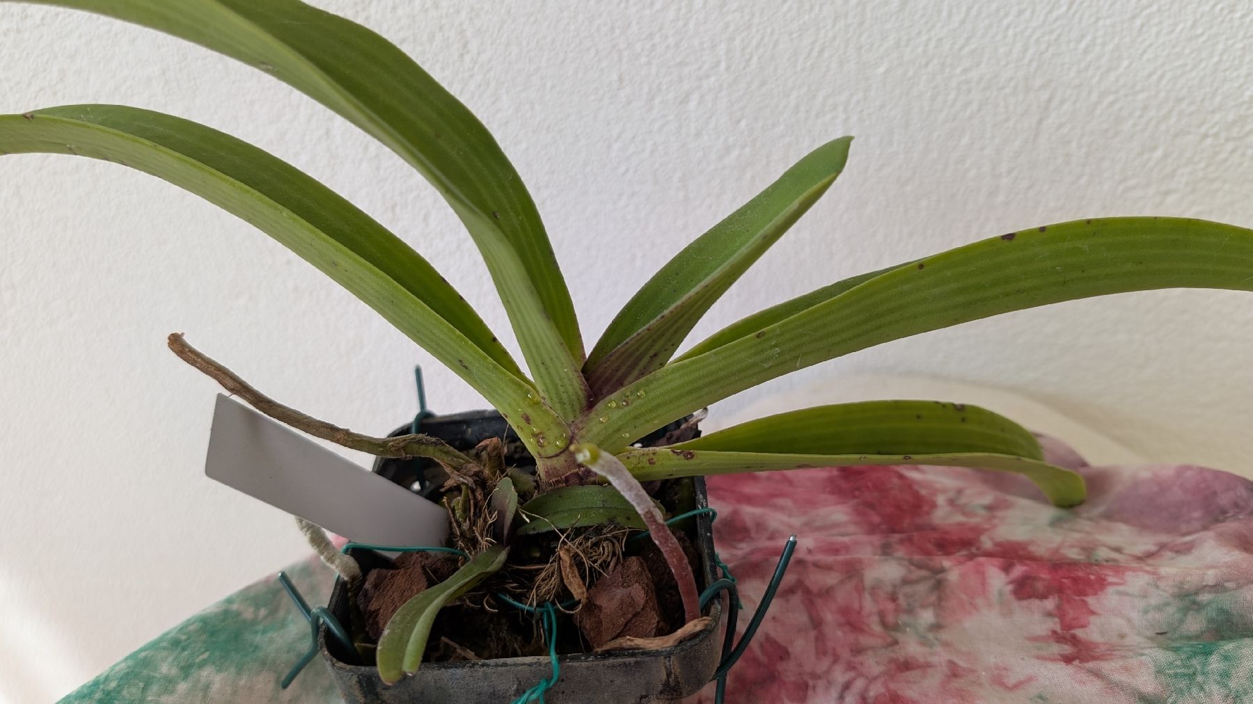 Piante & sementi: Rhynchostylis coelestis 'Chan Kra' Orchidee – Usato da Untervaz venduto da Lyraia 1