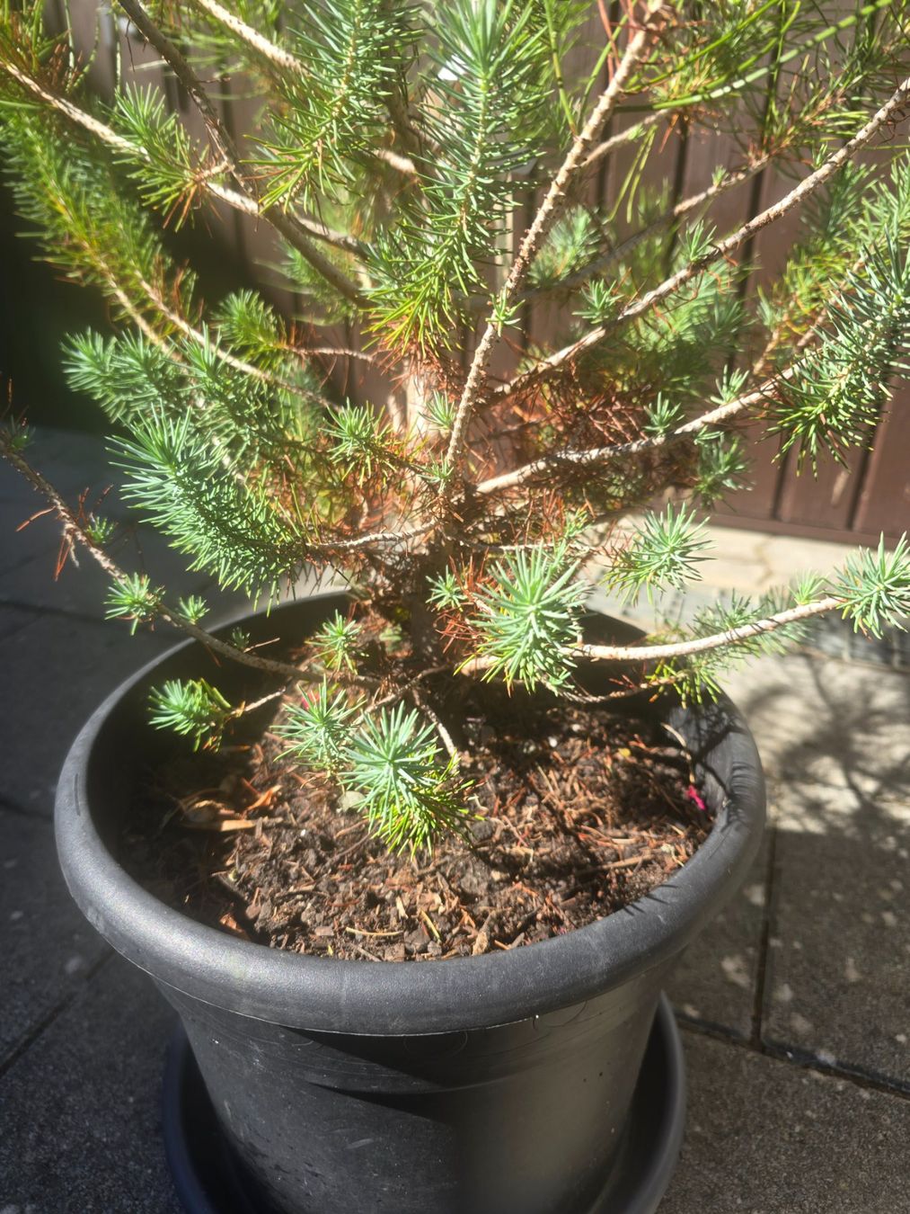 Piante & sementi: Pinus silver crest 🌲 – Usato da Aarburg venduto da popkorn65 6
