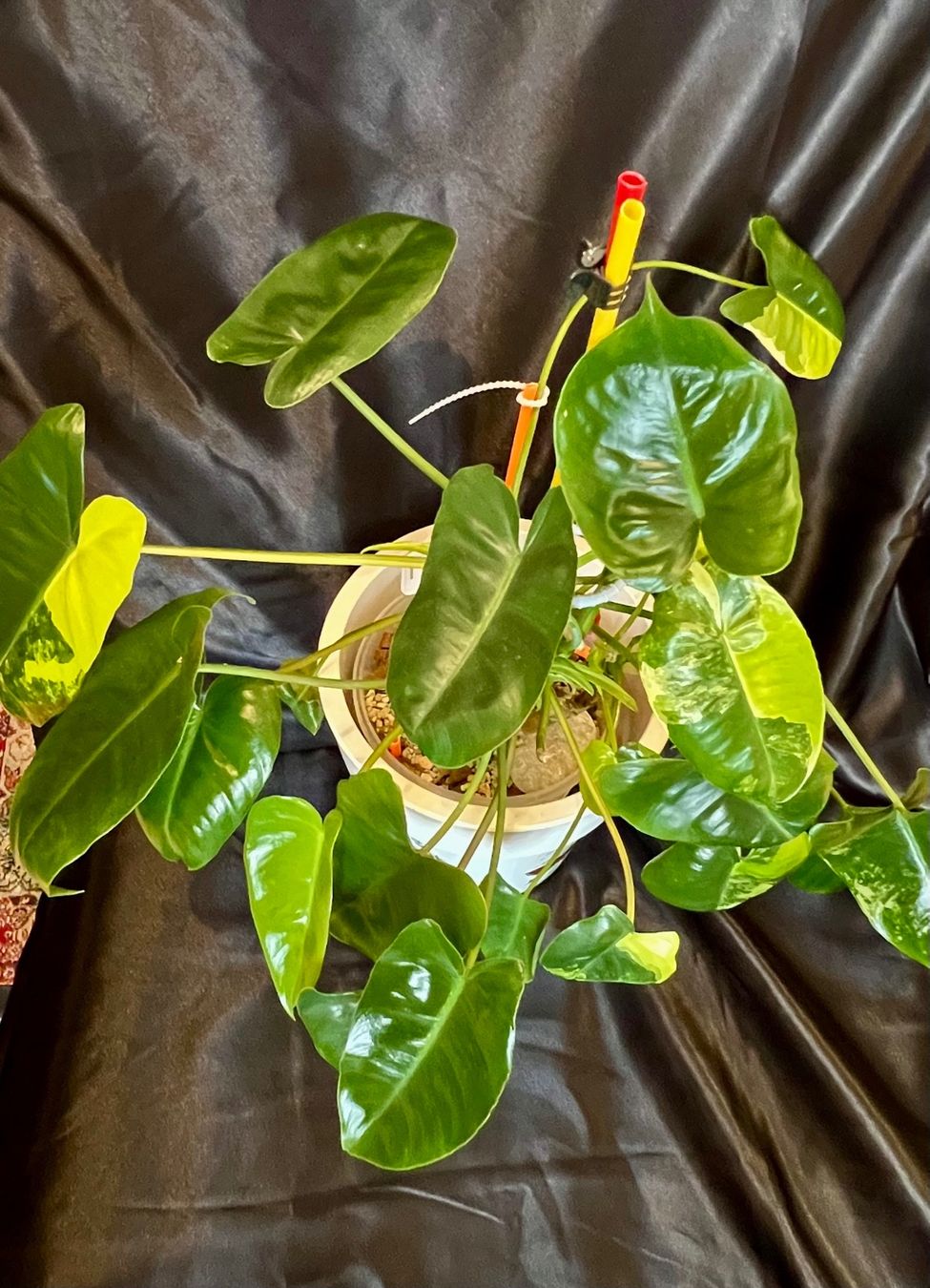 Piante & sementi: Philodendron burle marx variegated – Usato da Zofingen venduto da Erfolg1957