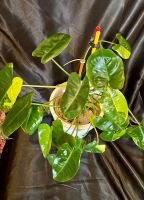 Philodendron burle marx variegated