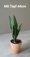 Zimmerpflanze, Bogenhanf, Sansevieria mit Topf