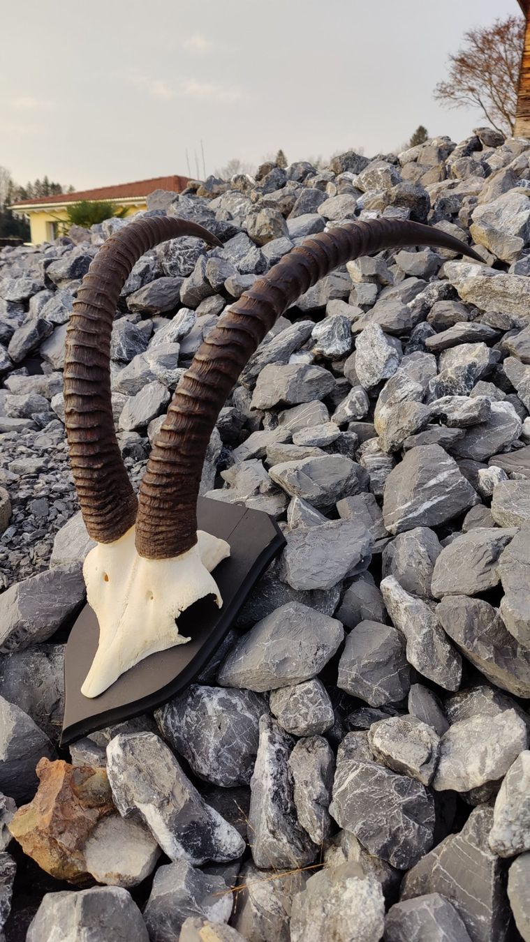 Altre raccolte & rarità: Roan Antilope – Usato da Kaltbrunn venduto da Reimin85 3