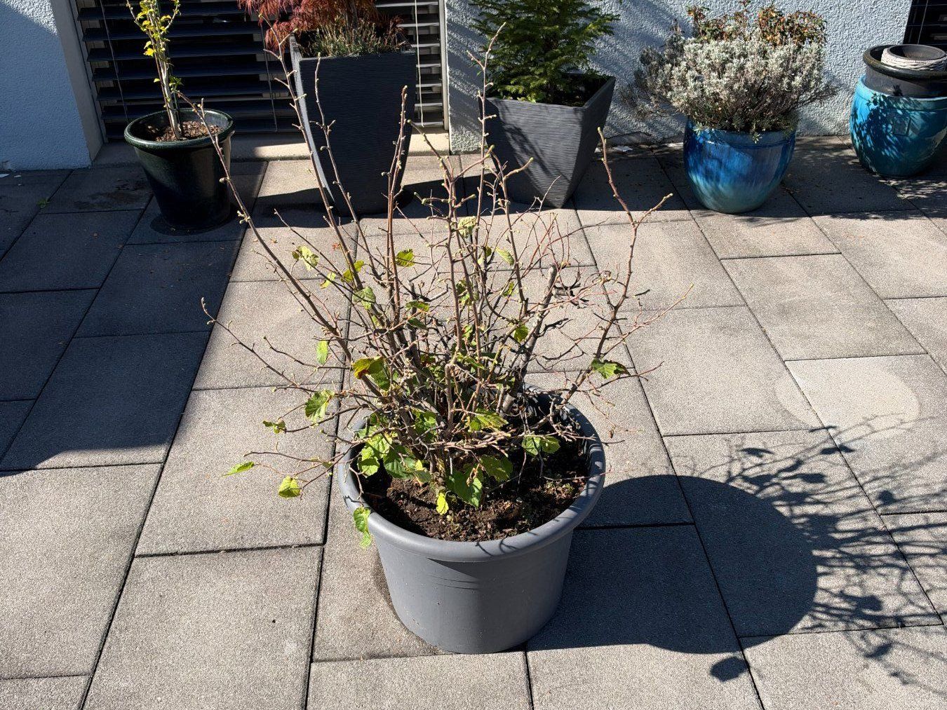 Piante & sementi: Haselnuss – Usato da Root venduto da calmchris 1