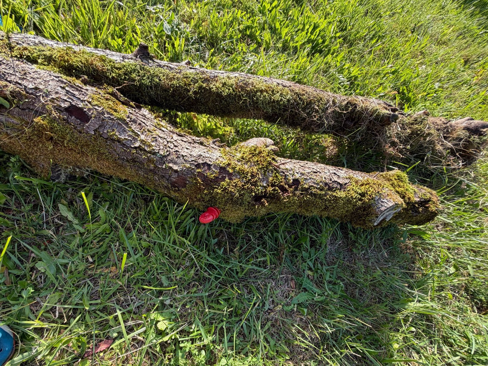 Articoli in legno: Holzstamm Zwetschgen verwittert – Usato da Huttwil venduto da Burk3 4