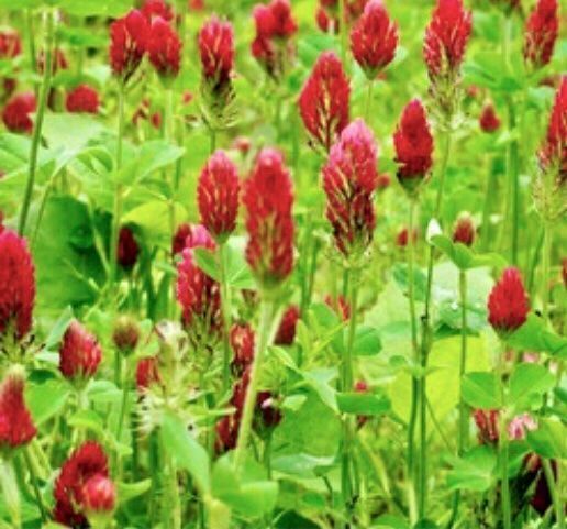 Pflanzen & Samen: Samenmischung: LANSBERG 100 Samen – Neu und originalverpackt aus Rovio von POSITIFFARTandPLANTS 1
