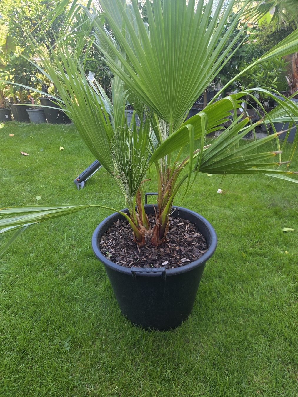 Piante & sementi: Washingtonia Robusta palme 4er stamm – Usato da Unterlunkhofen venduto da tomnova 1