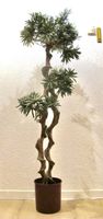 Kunstbaum Stein-Eibe Podocarpus Bonsai Deko Pflanze Spirale