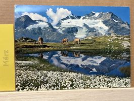 AK von Wollgrassee Berninapass Piz Cambrena