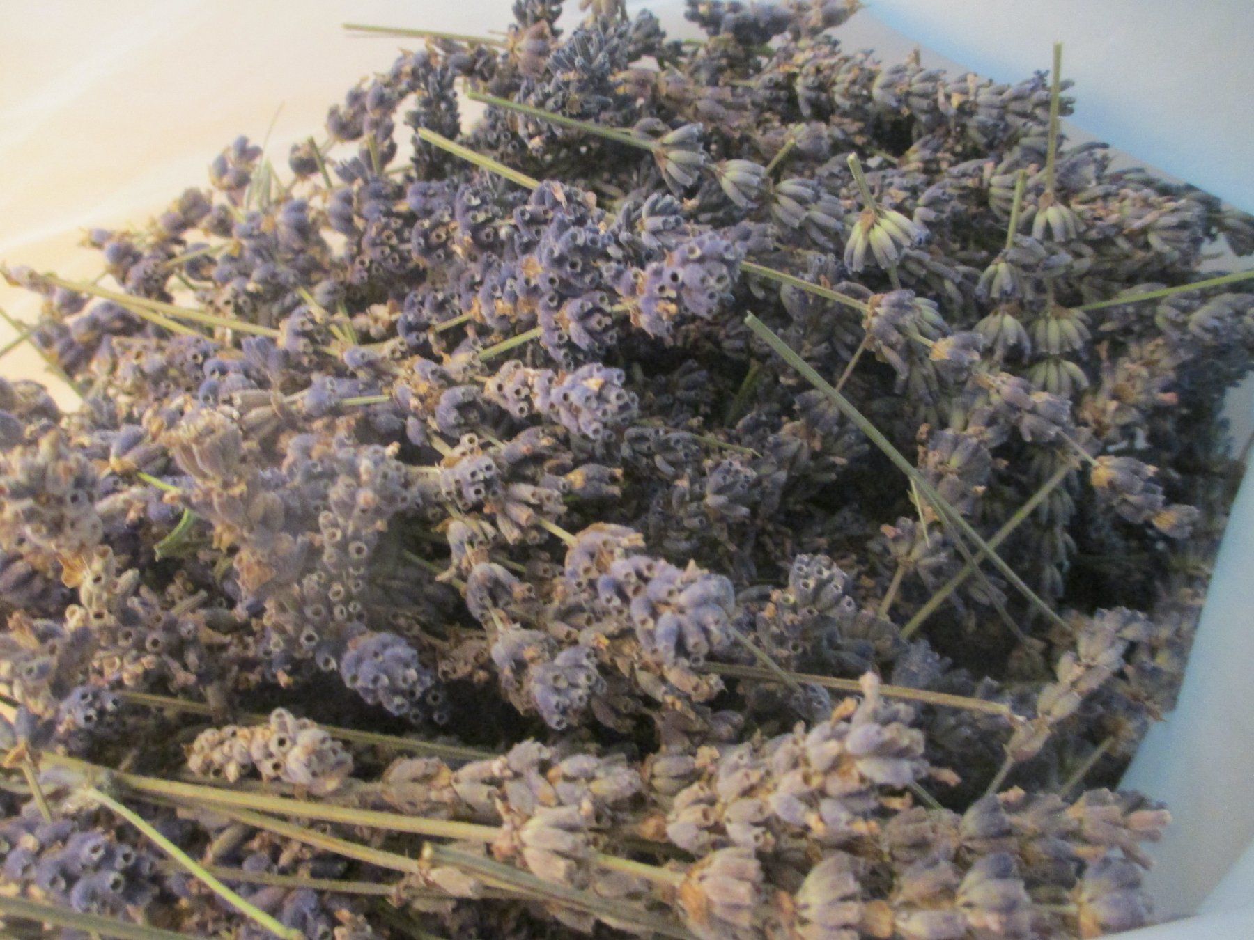 Piante & sementi: Lavendel 210 gramm getrocknet 2026 – Nuovo (secondo la descrizione) da Hasle LU venduto da Flamme6