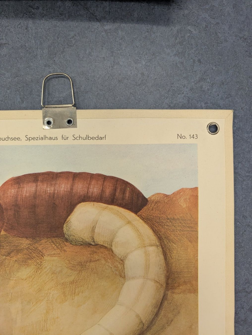 Foto & Immagini: Schulwandbild Nr. 143 - Stubenfliege – Usato da Luzern venduto da JenKu 2