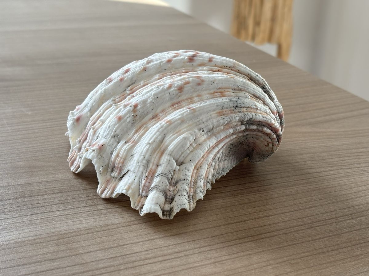 Fossilien: Grosse Muschel - 19,5cm - Windlicht – Gebraucht aus Jona von Sid100 3