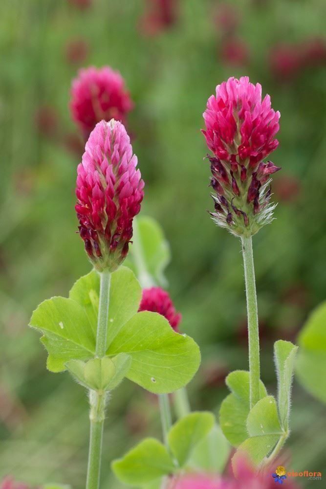 Piante & sementi: Trèfle incarnat (engrais vert) +500g – Nuovo (secondo la descrizione) da Bremblens venduto da FIBONACCI369