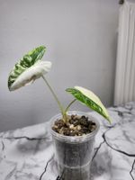 Alocasia Frydek Albo