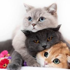 Profile image of Garfild
